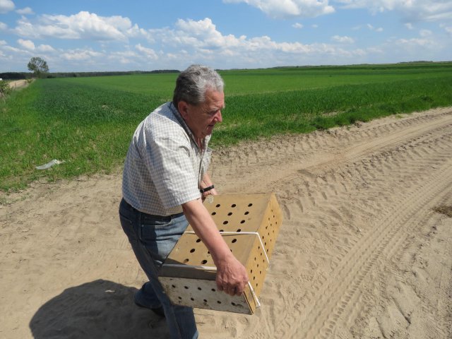Wsiedlenie Kuropatw w łowisko 10.05.2016 obw 266 i 277